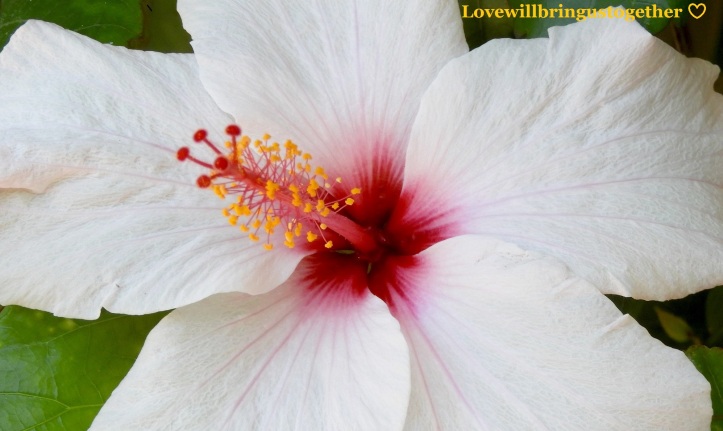 lovewillbringustogether - hibiscus
