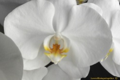 lovewillbringustogether - White Orchid2