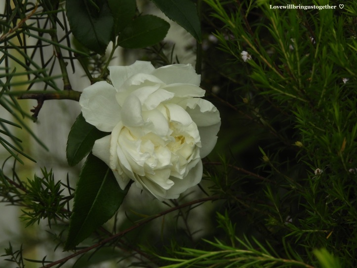 lovewillbringustogether - White Rose