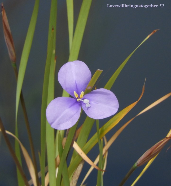 lovewillbringustogether - Wild Iris1