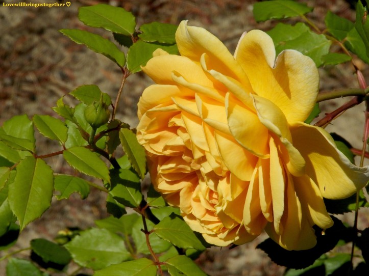 lovewillbringustogether - Yellow Rose3