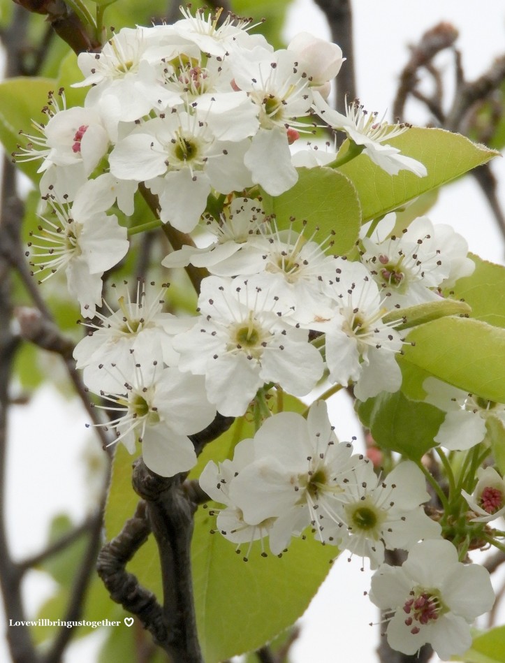 lovewillbringustogether - Ornamental pear blossom3