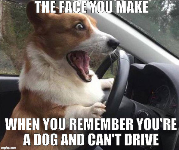 Dog Drive