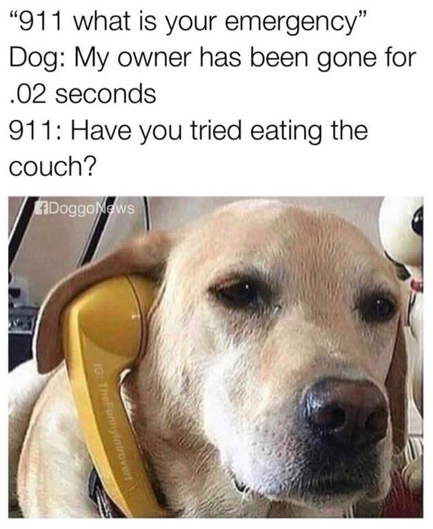 Dog emergency