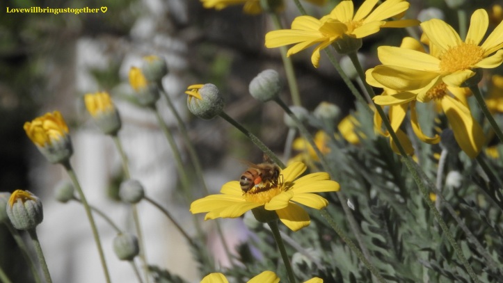 lovewillbringustogether - Australian Honeybee2