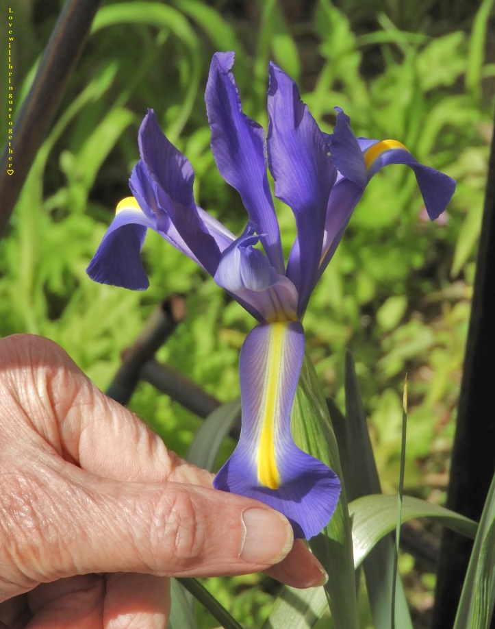 lovewillbringustogether - dutch iris2