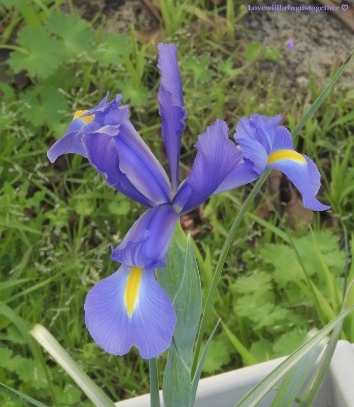 lovewillbringustogether - dutch iris3