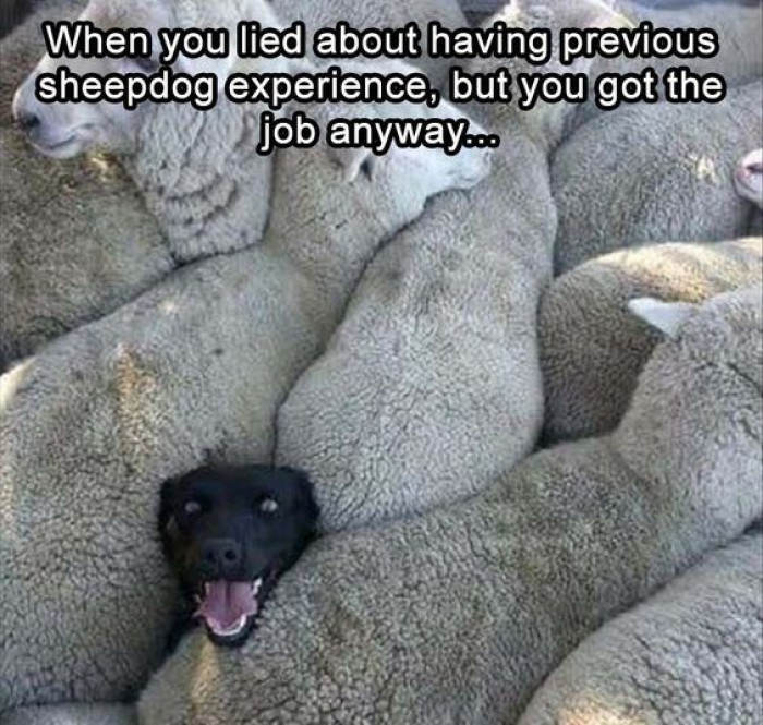 sheepdog-experience